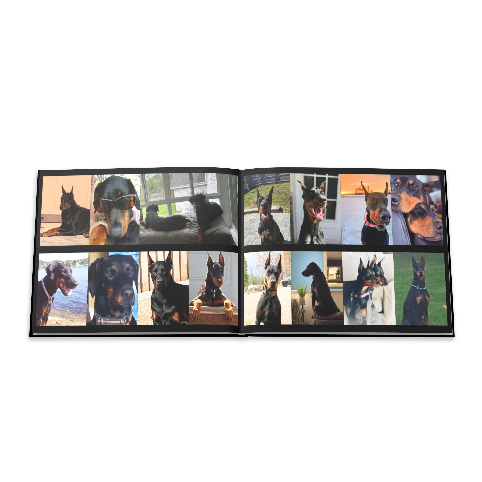 The Doberman Photo Book: Celebrating the Breed We Love (Edition 3 2016–2026)