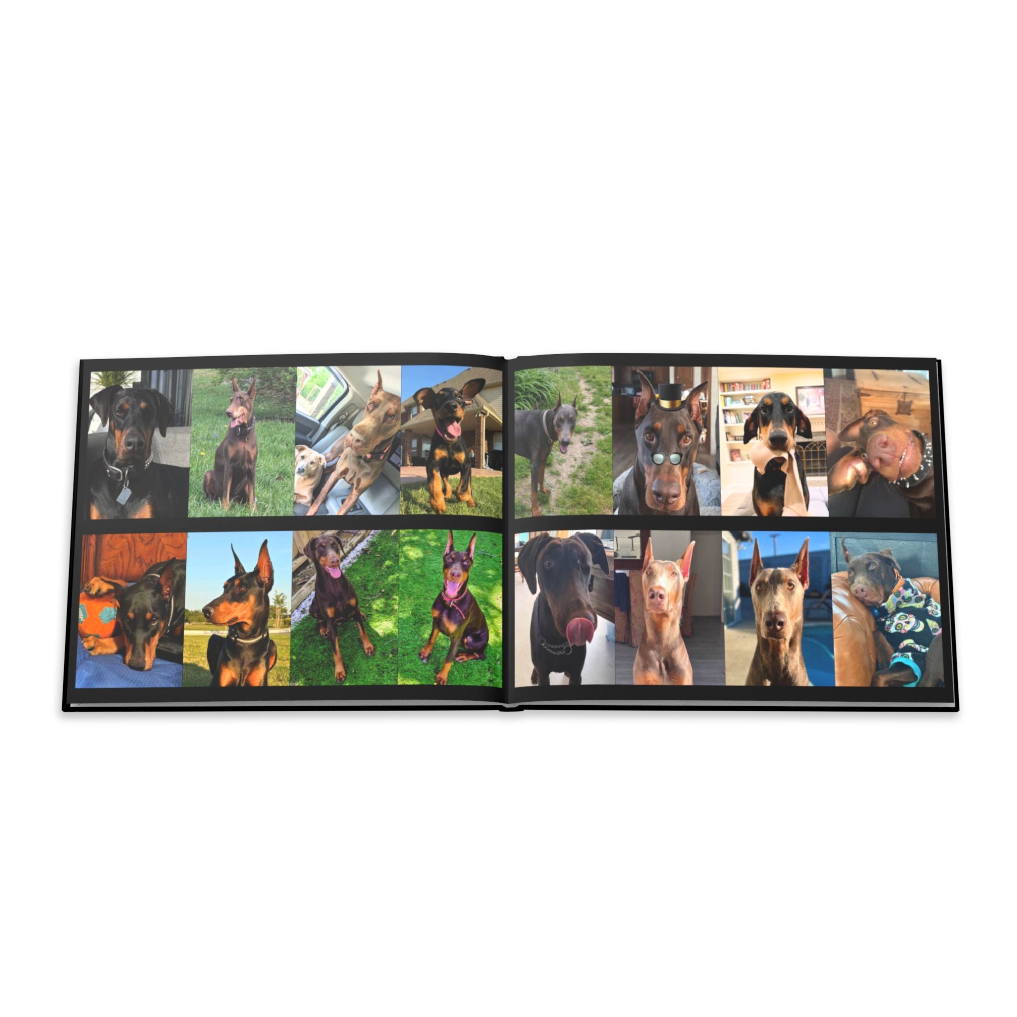 The Doberman Photo Book: Celebrating the Breed We Love (Edition 3 2016–2026)