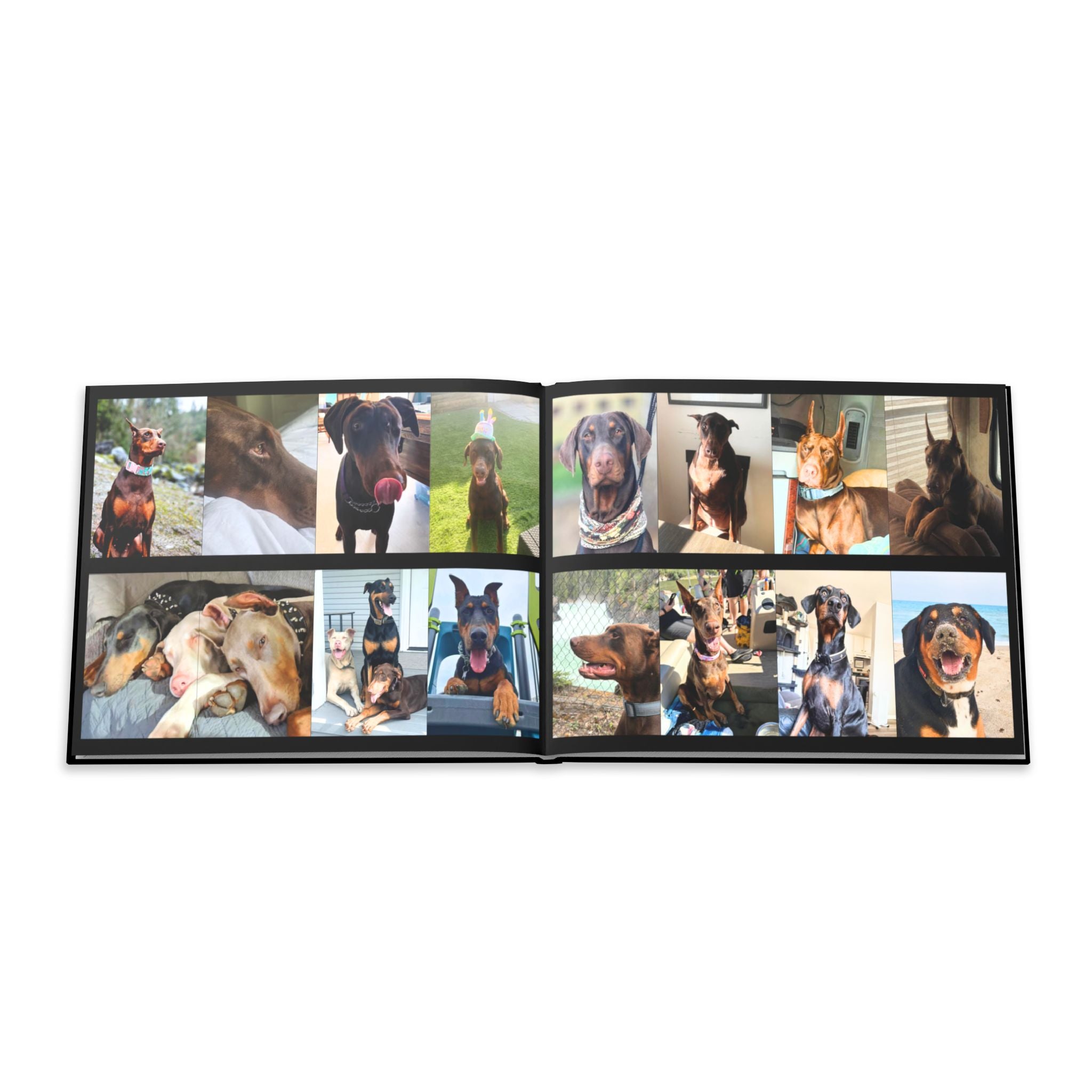 The Doberman Photo Book: Celebrating the Breed We Love (Edition 4 2016–2026)