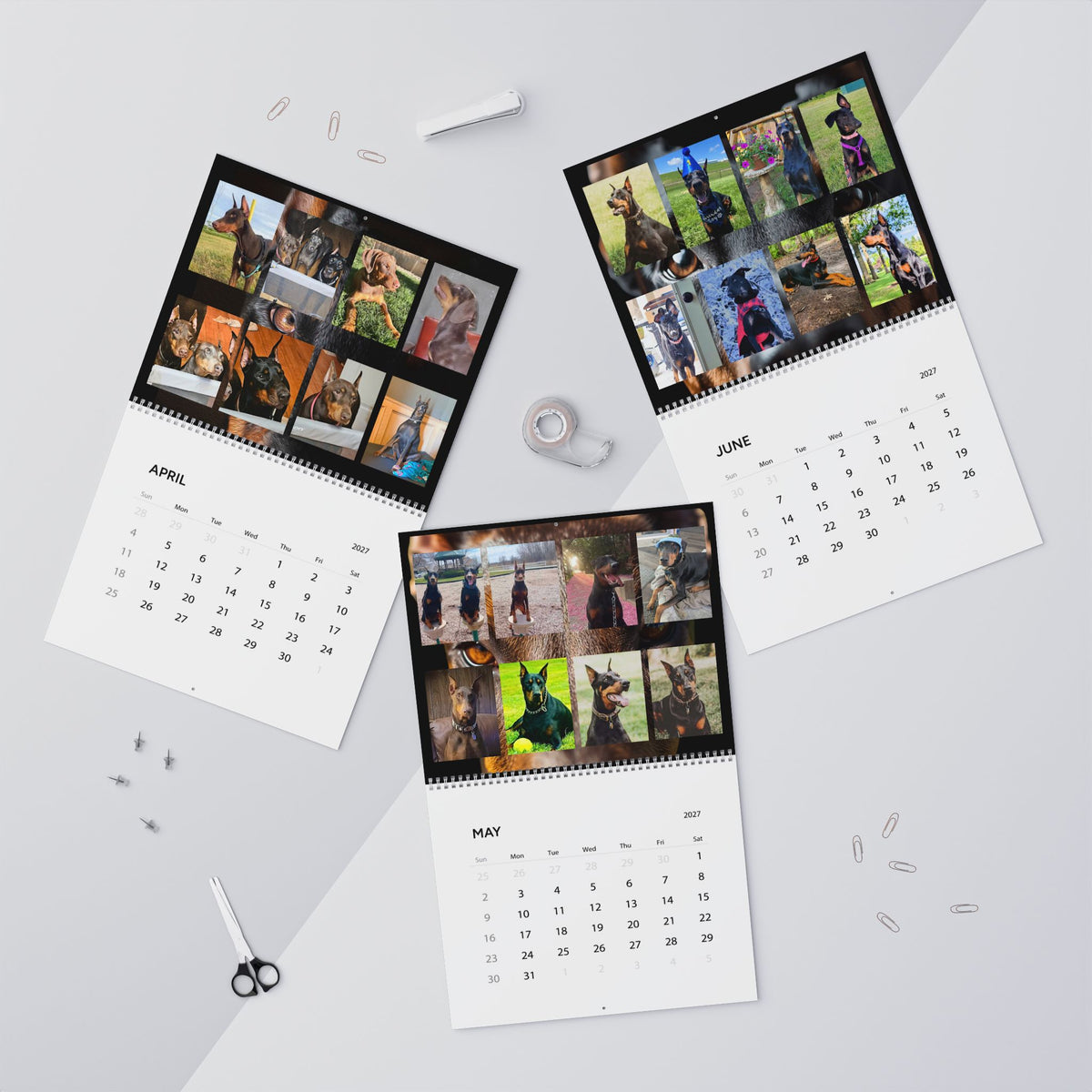 Edition 1 Doberman Training Co Calendar 2027