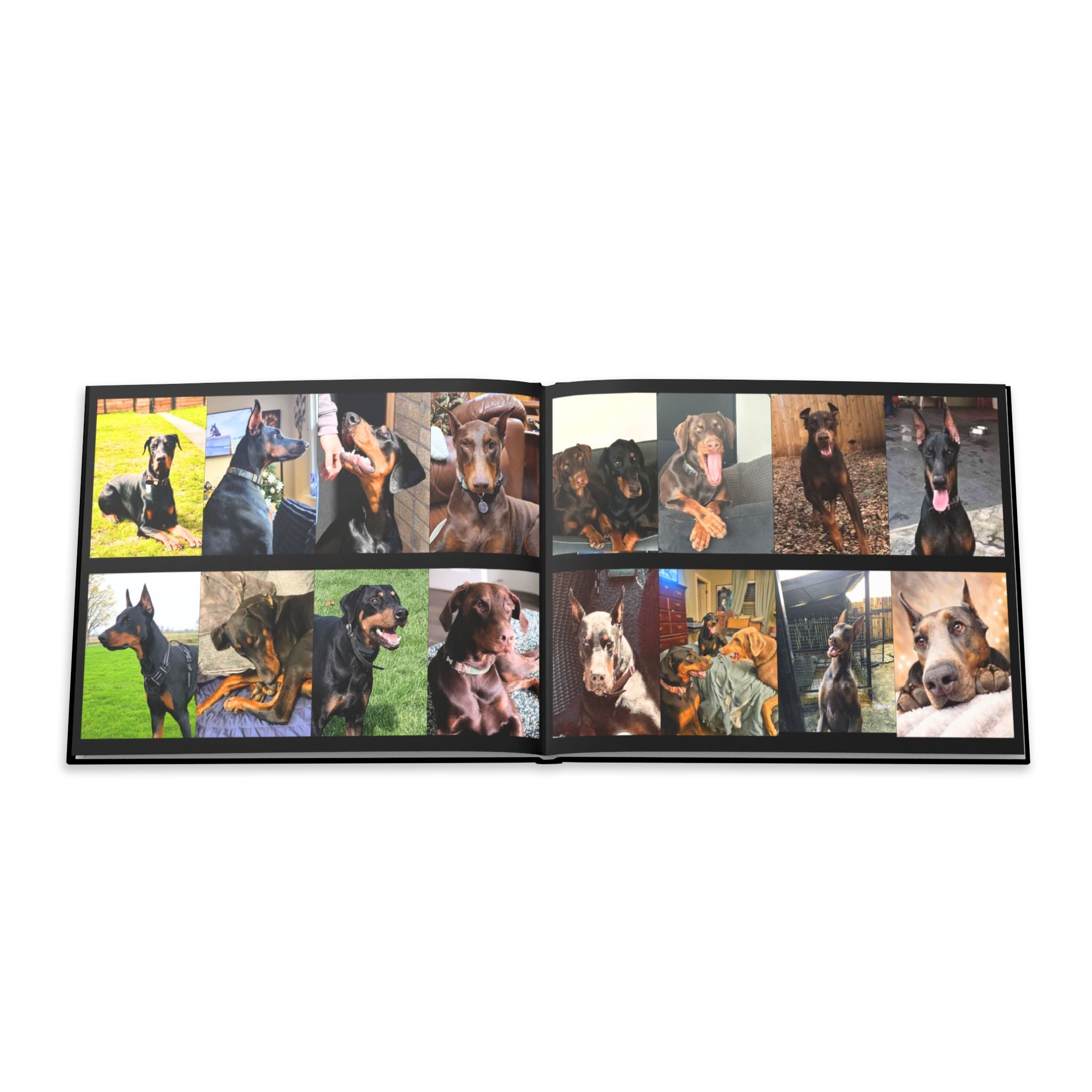 The Doberman Photo Book: Celebrating the Breed We Love (Edition 2 2016–2026)
