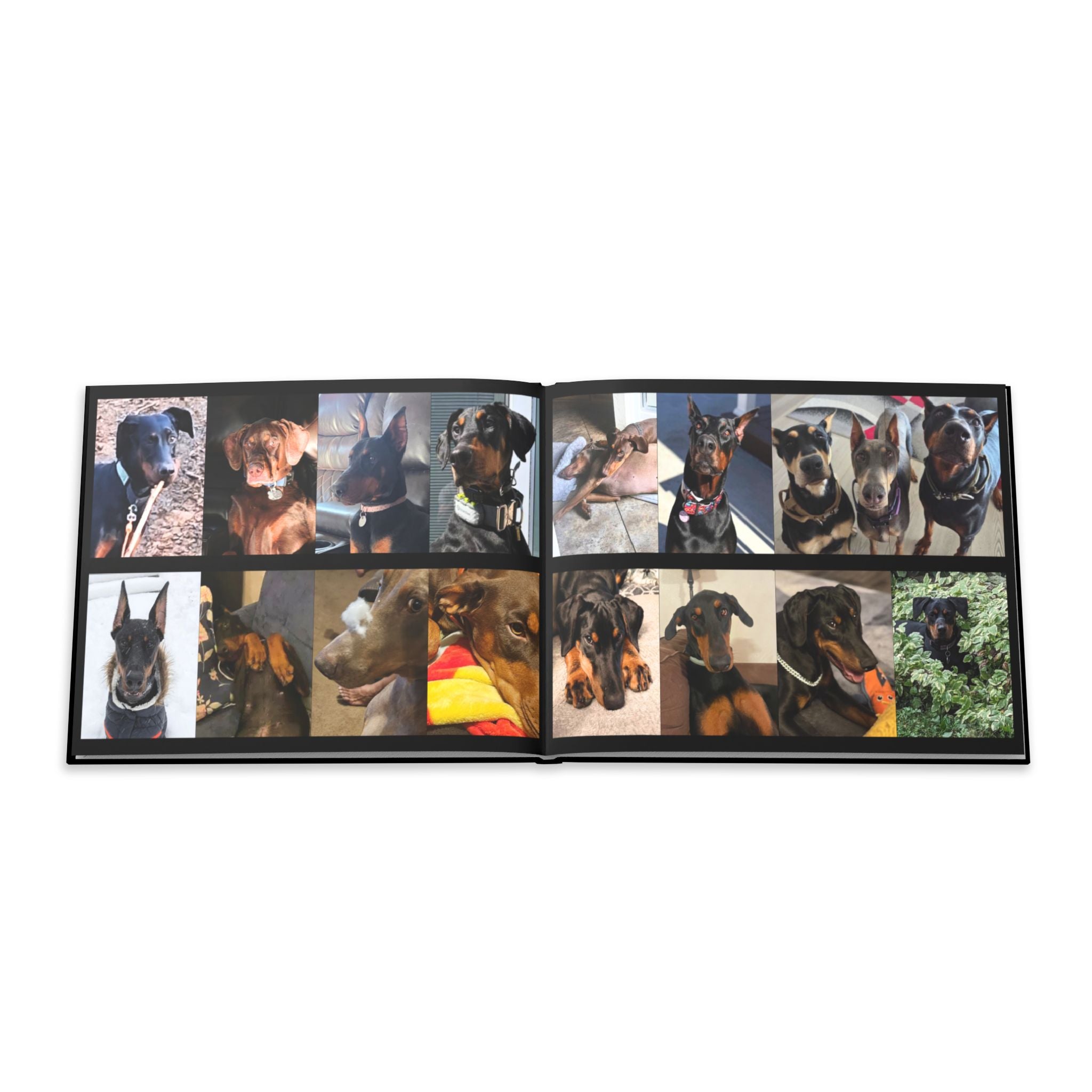 The Doberman Photo Book: Celebrating the Breed We Love (Edition 1 2016–2026)