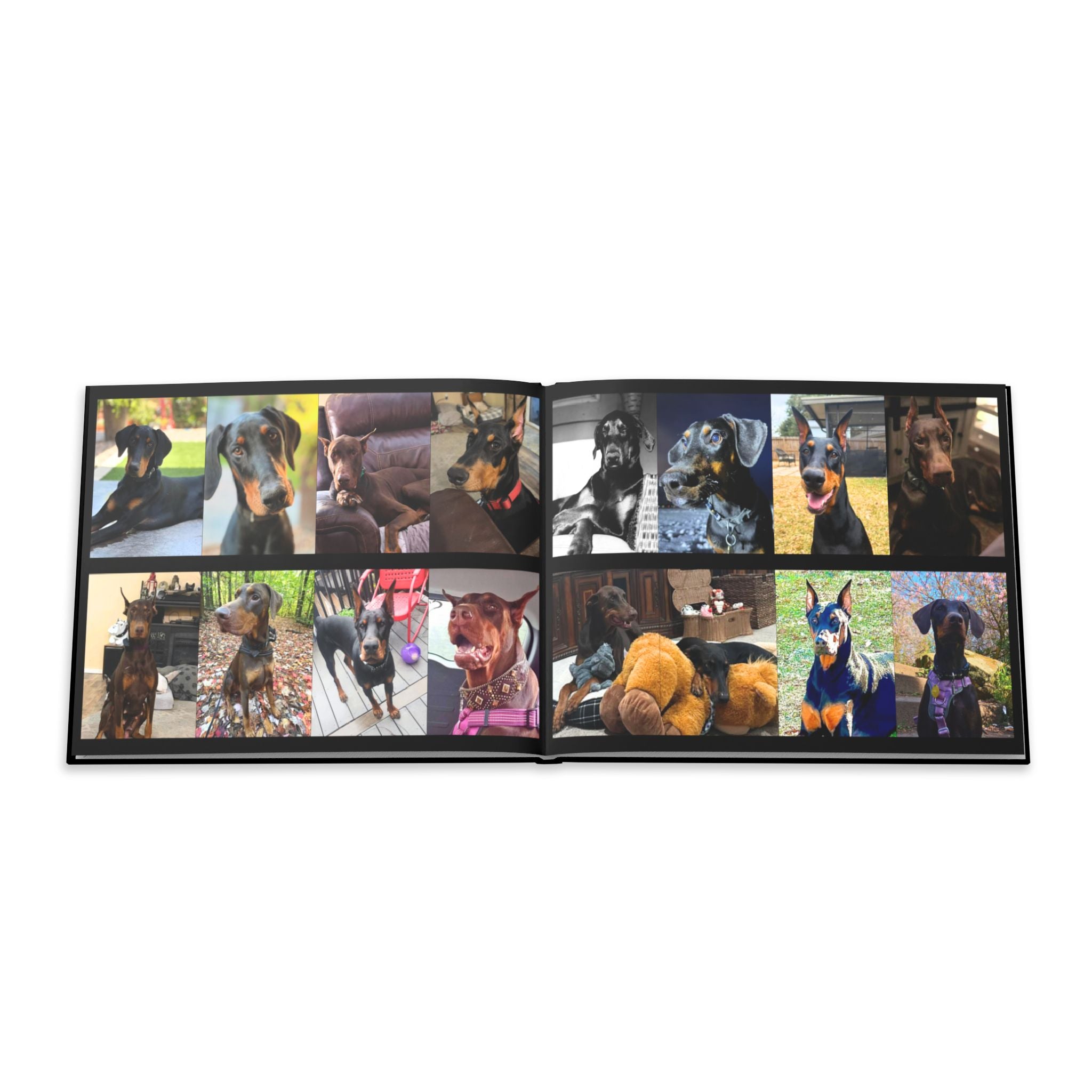 The Doberman Photo Book: Celebrating the Breed We Love (Edition 4 2016–2026)