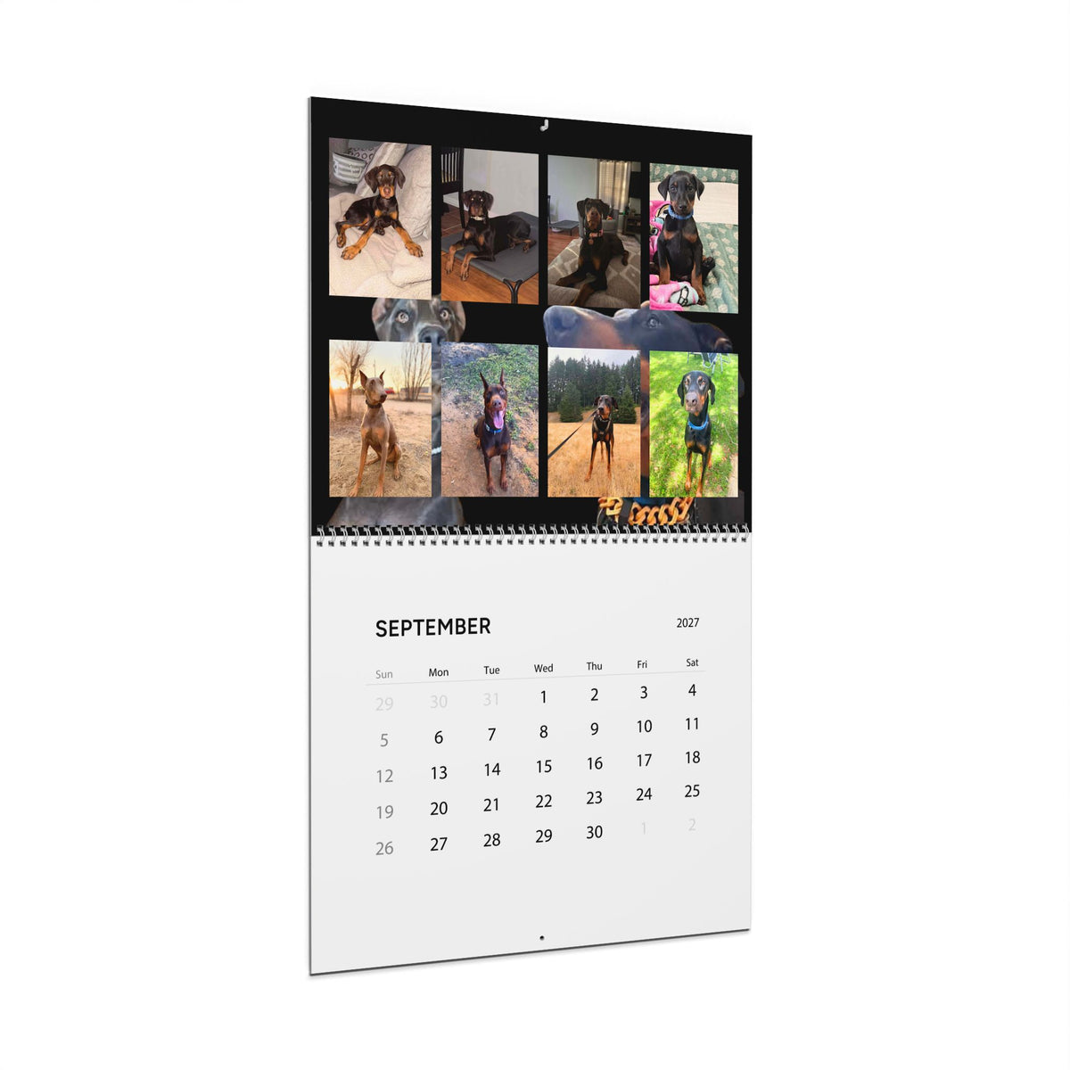 Edition 1 Doberman Training Co Calendar 2027
