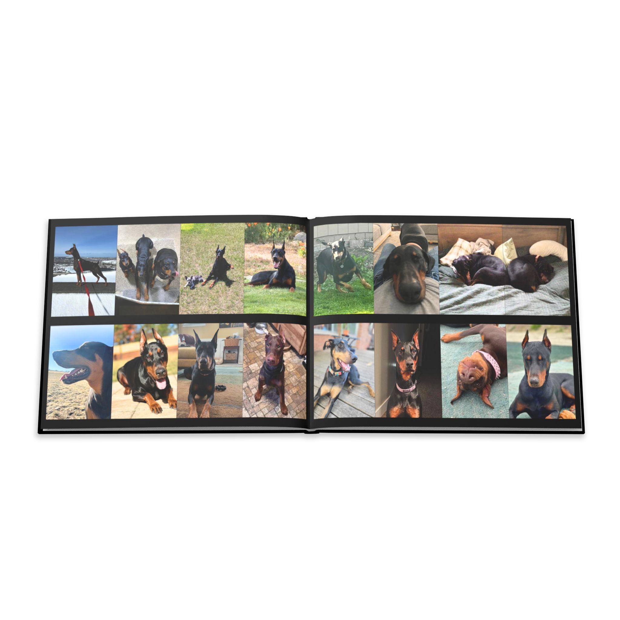 The Doberman Photo Book: Celebrating the Breed We Love (Edition 4 2016–2026)