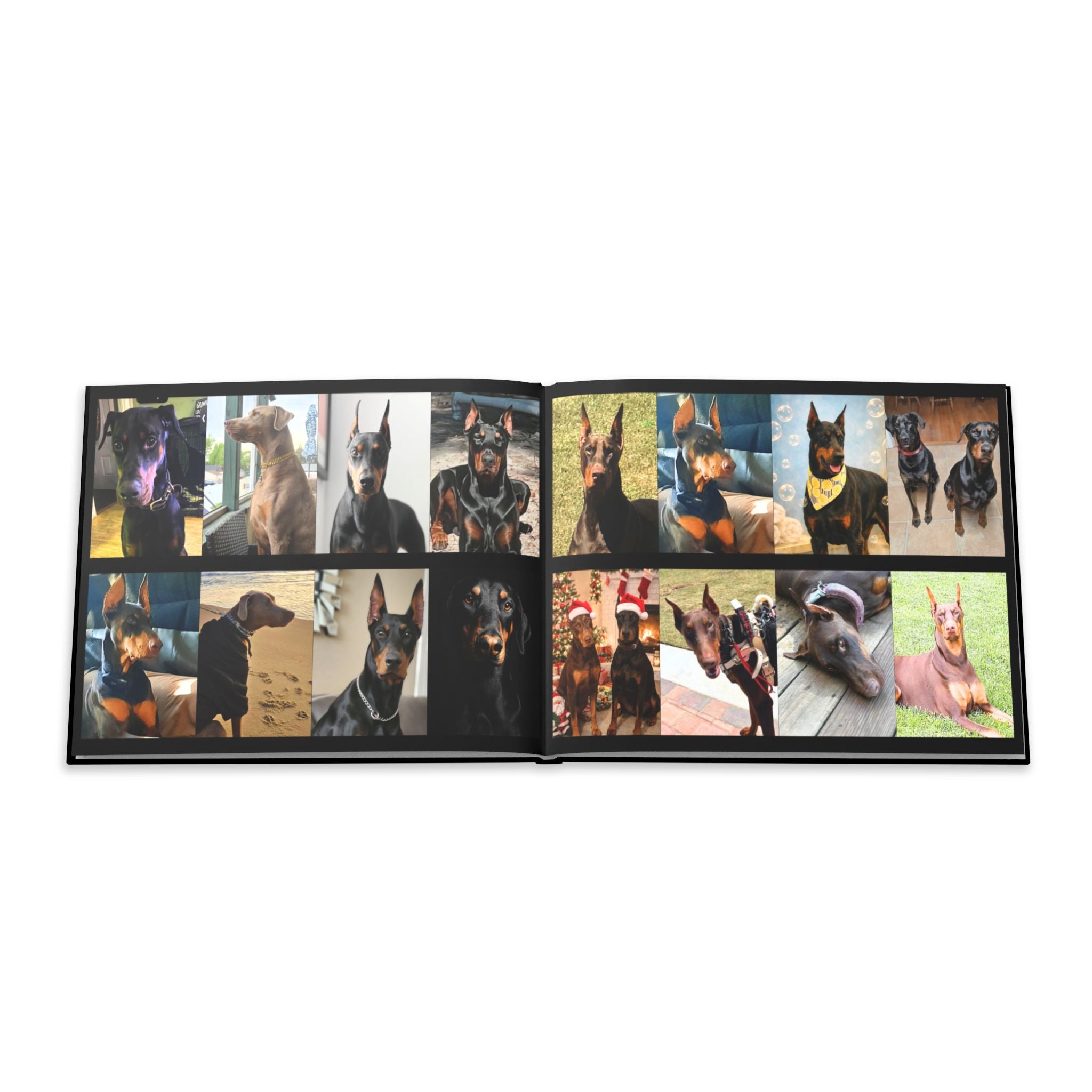 The Doberman Photo Book: Celebrating the Breed We Love (Edition 2 2016–2026)