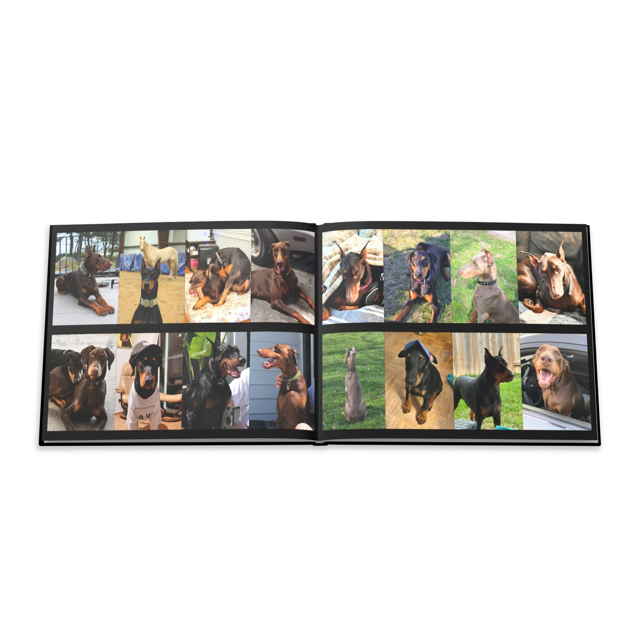 The Doberman Photo Book: Celebrating the Breed We Love (Edition 2 2016–2026)