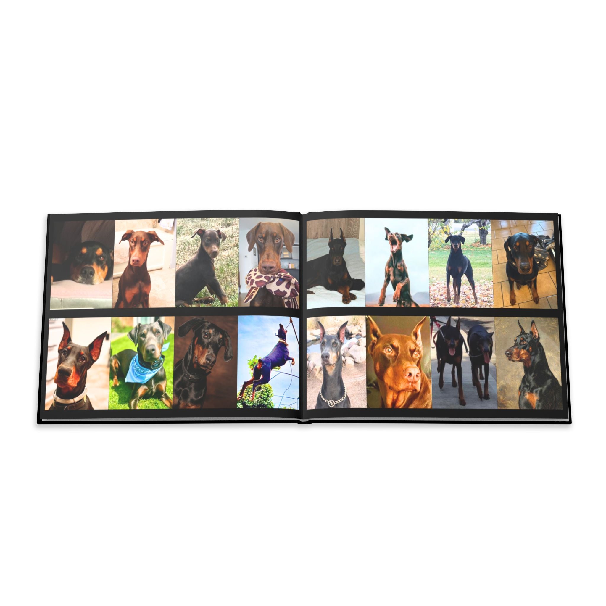 The Doberman Photo Book: Celebrating the Breed We Love (Edition 2 2016–2026)