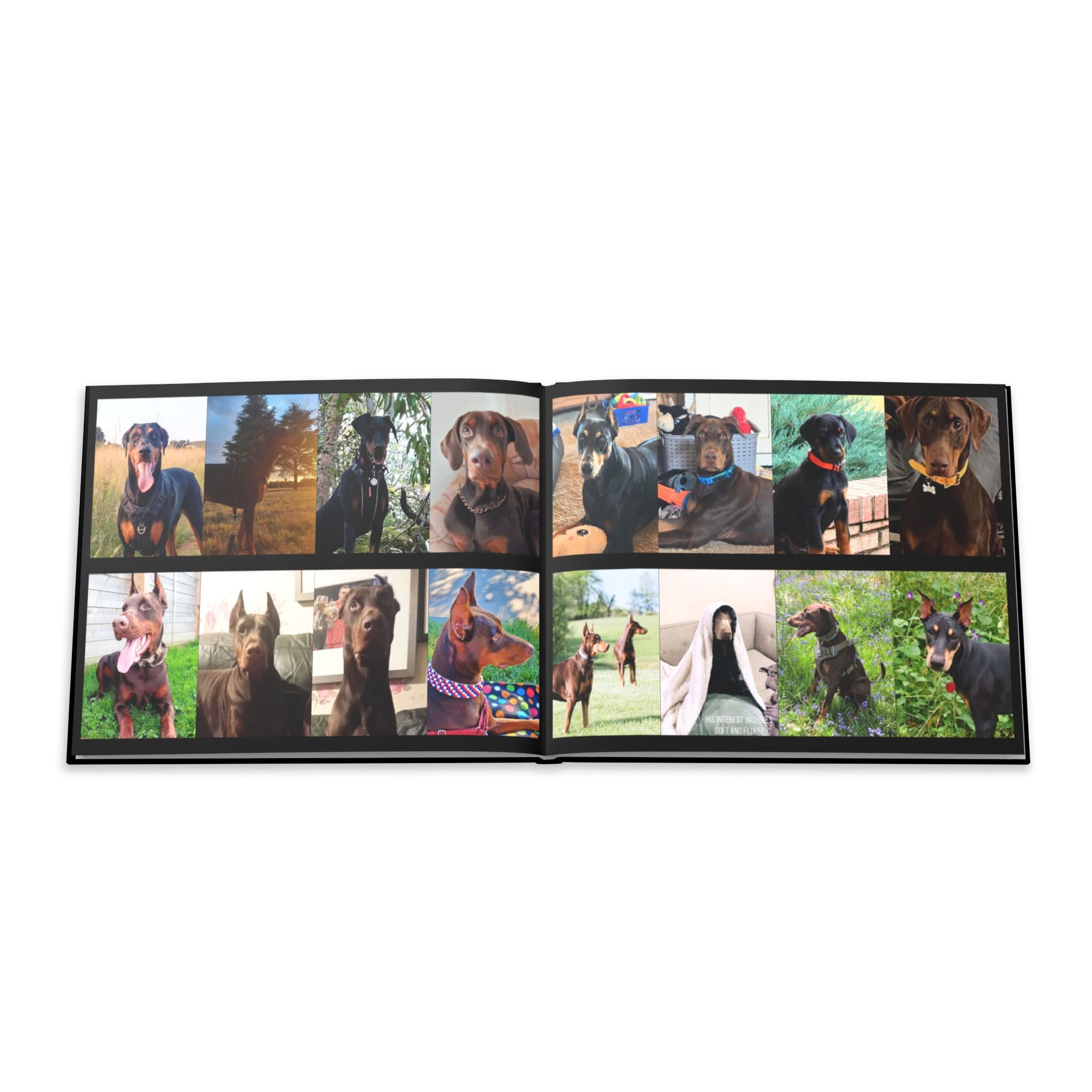 The Doberman Photo Book: Celebrating the Breed We Love (Edition 4 2016–2026)