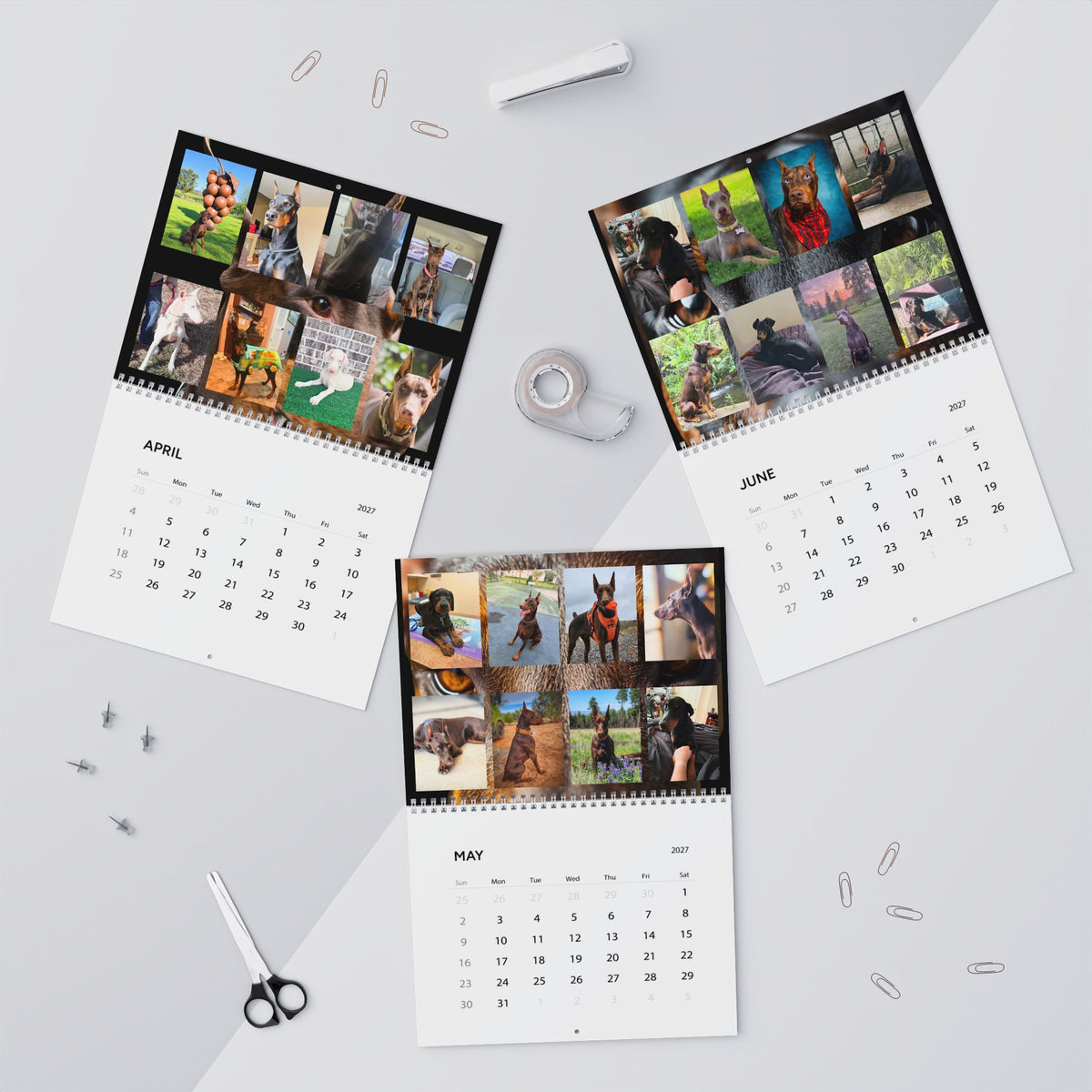 Edition 5 Doberman Training Co Calendar 2027