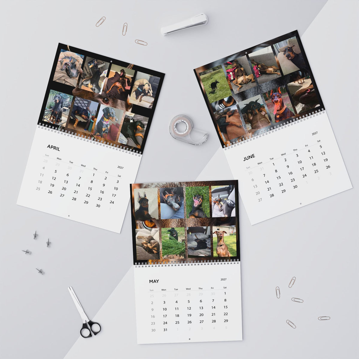 Edition 6 Doberman Training Co Calendar 2027