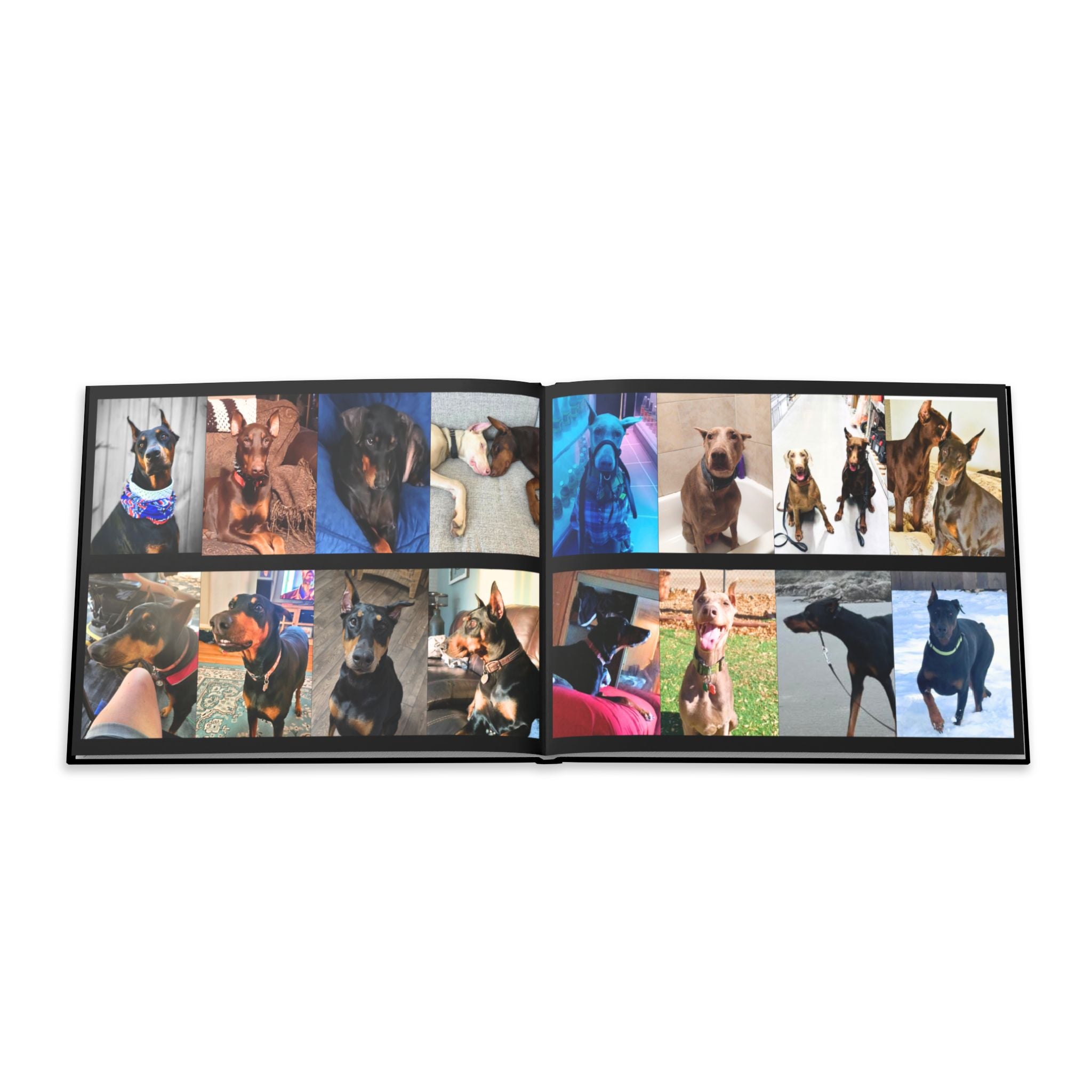 The Doberman Photo Book: Celebrating the Breed We Love (Edition 2 2016–2026)