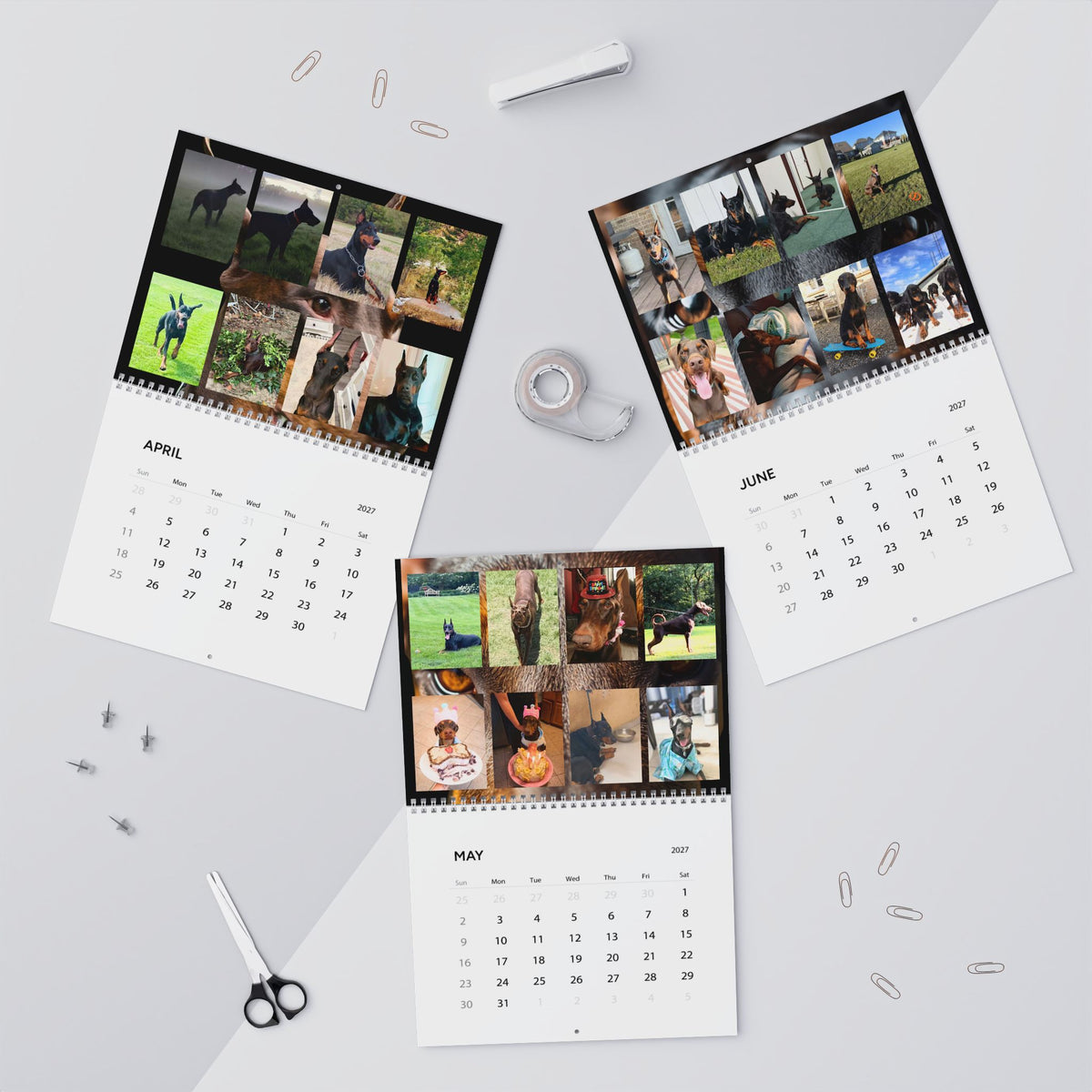 Edition 7 Doberman Training Co Calendar 2027
