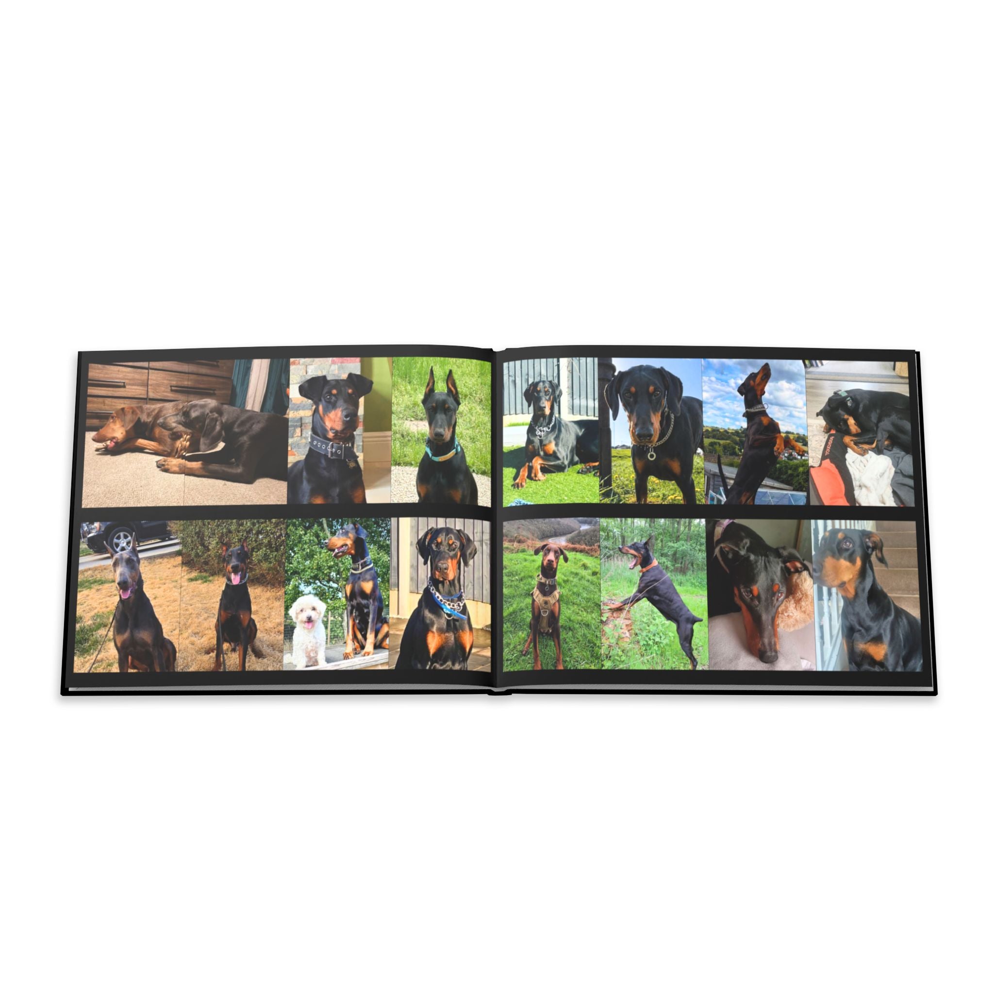 The Doberman Photo Book: Celebrating the Breed We Love (Edition 4 2016–2026)