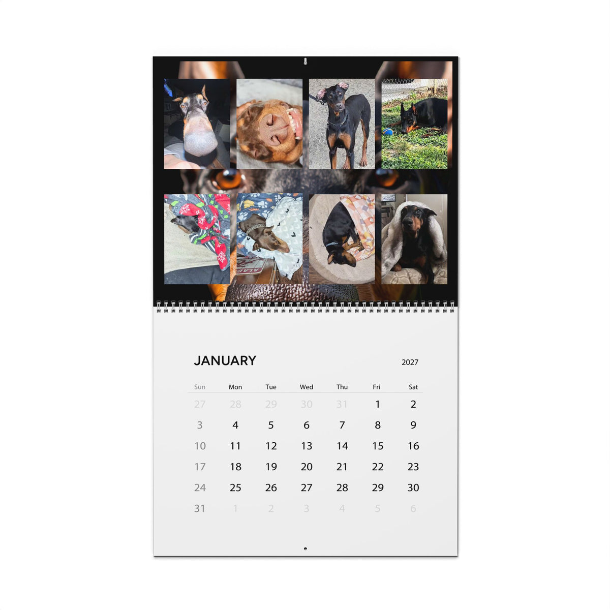 Edition 7 Doberman Training Co Calendar 2027
