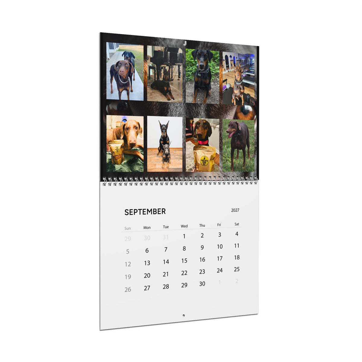 Edition 4 Doberman Training Co Calendar 2027