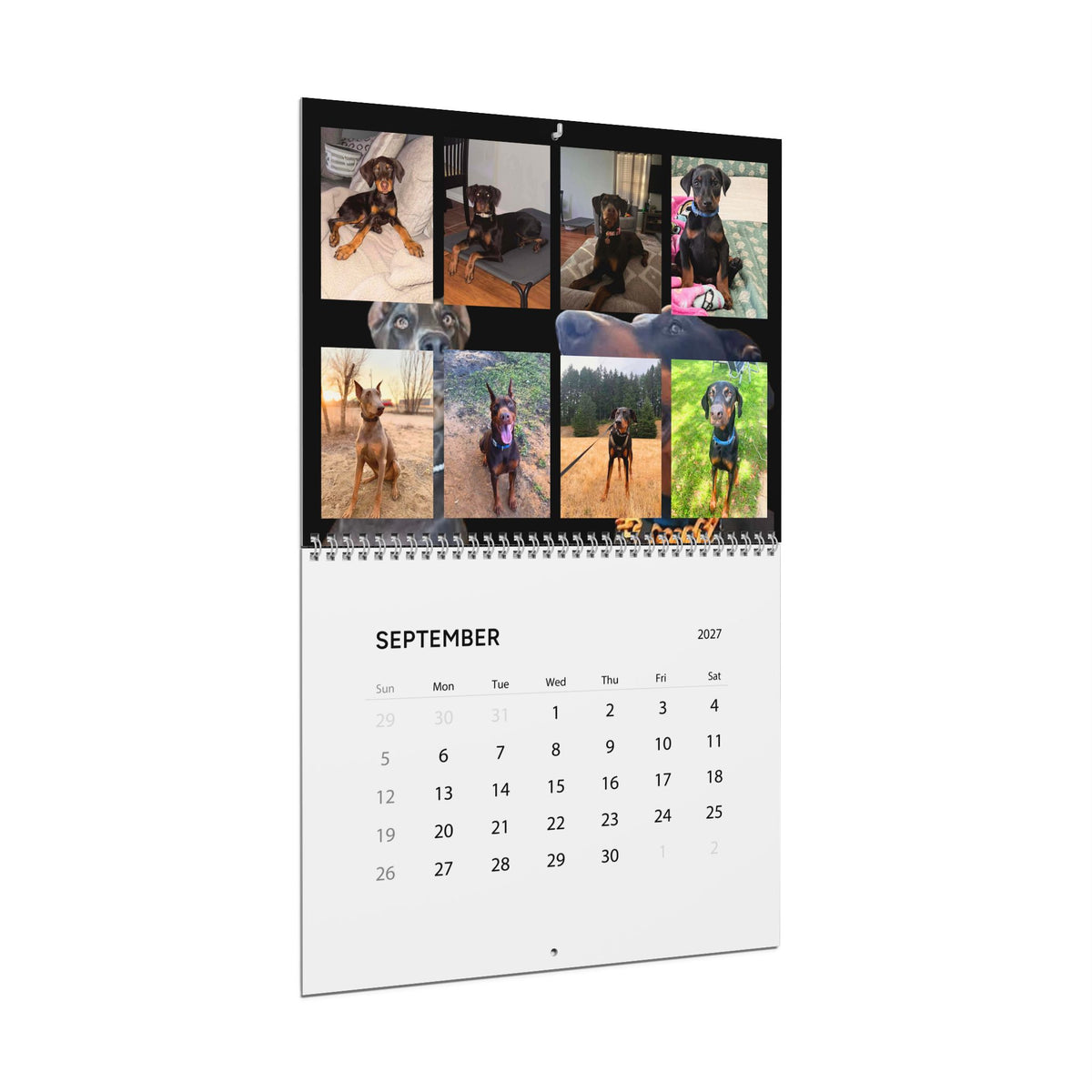 Edition 1 Doberman Training Co Calendar 2027