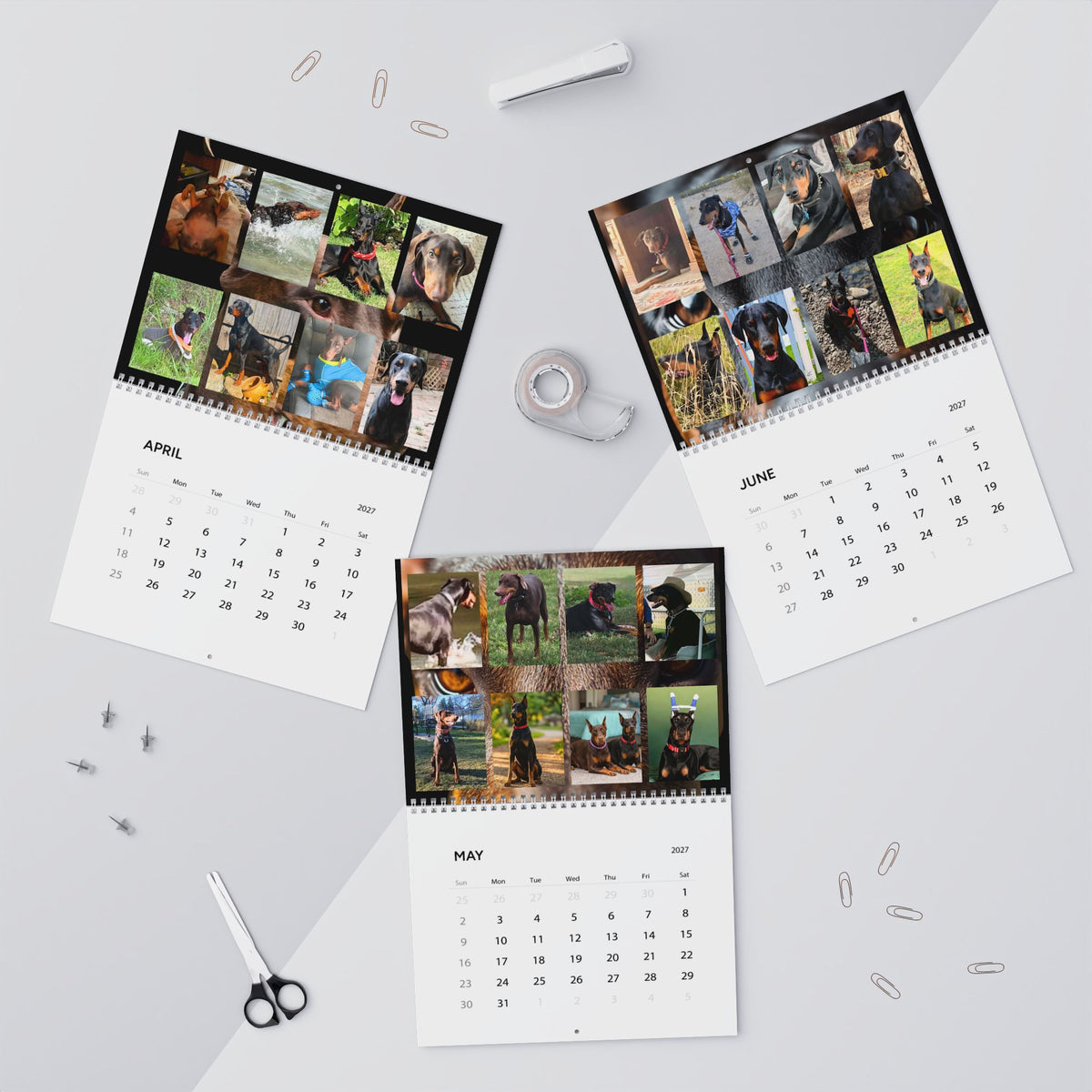Edition 4 Doberman Training Co Calendar 2027