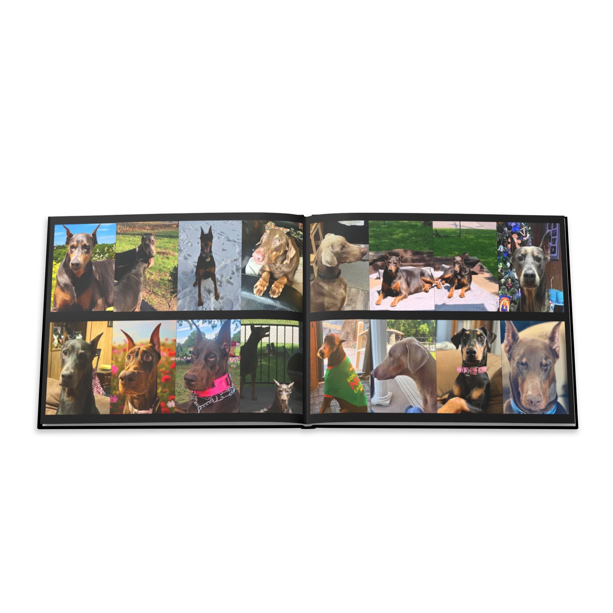 The Doberman Photo Book: Celebrating the Breed We Love (Edition 1 2016–2026)