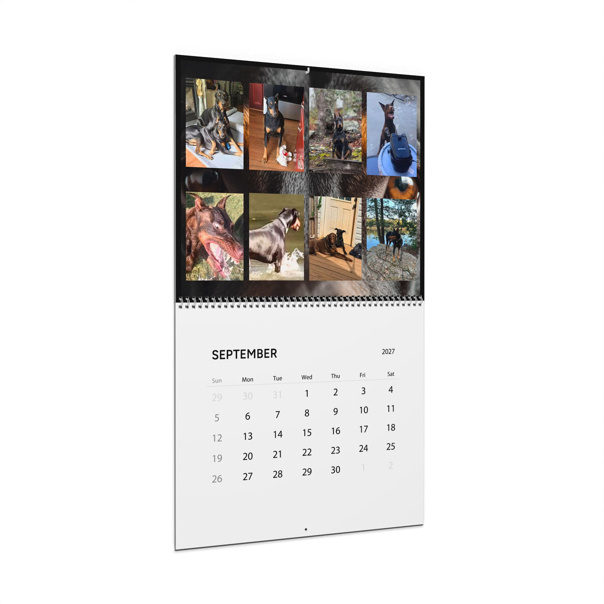 Edition 7 Doberman Training Co Calendar 2027