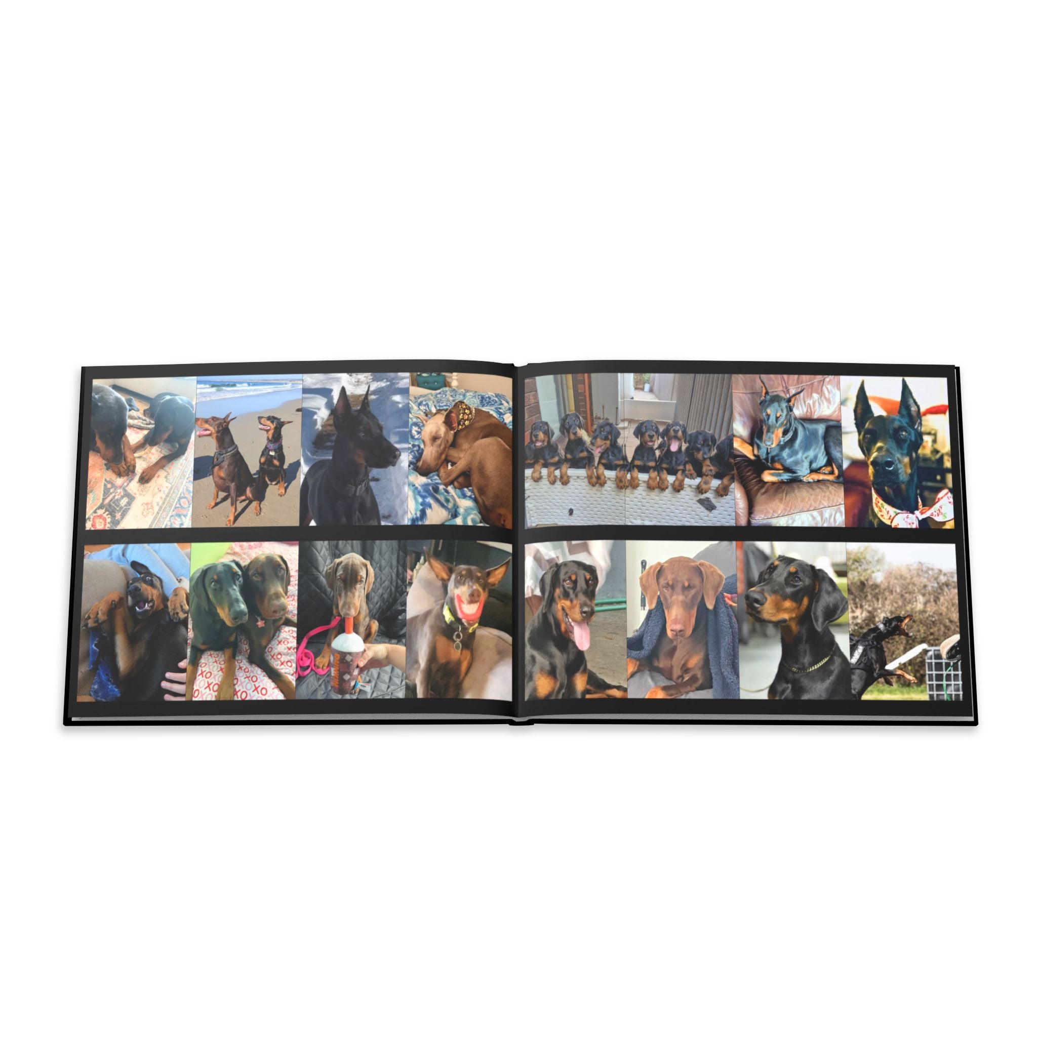 The Doberman Photo Book: Celebrating the Breed We Love (Edition 2 2016–2026)