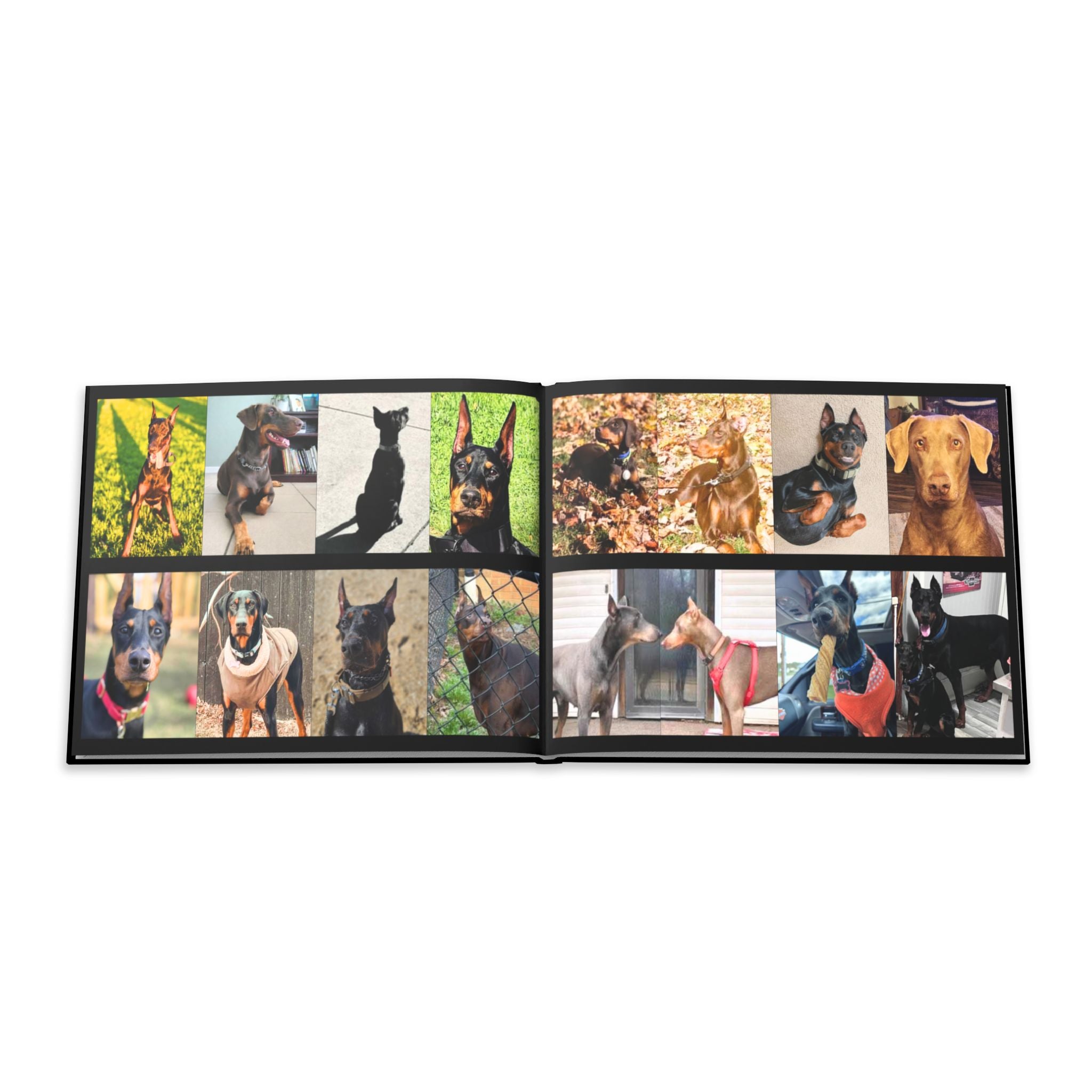 The Doberman Photo Book: Celebrating the Breed We Love (Edition 2 2016–2026)