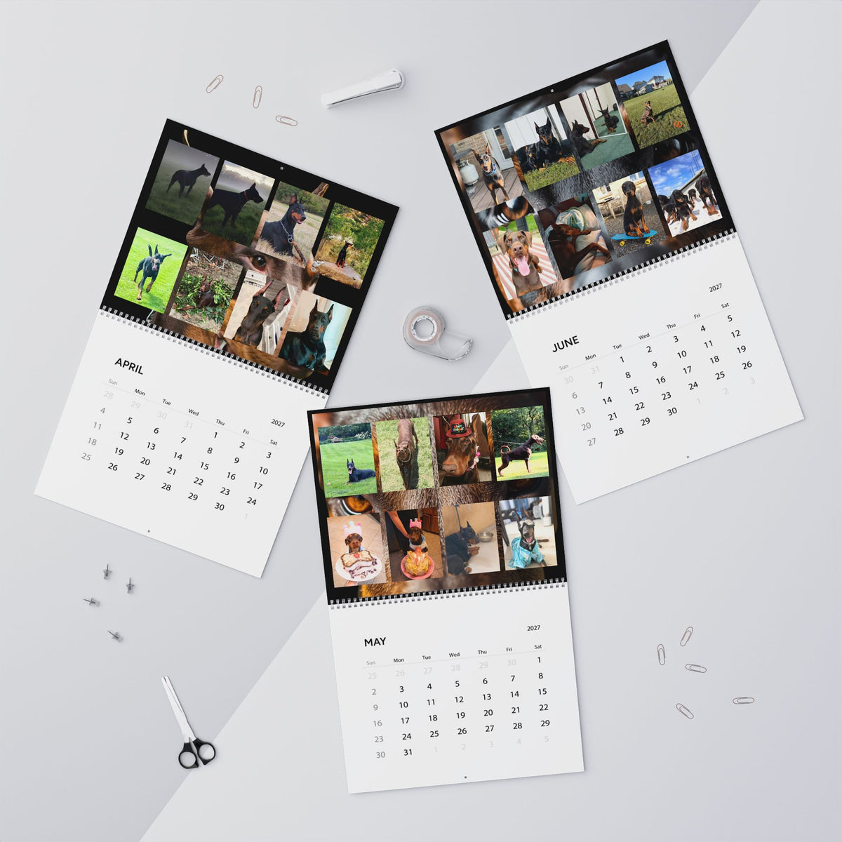 Edition 7 Doberman Training Co Calendar 2027