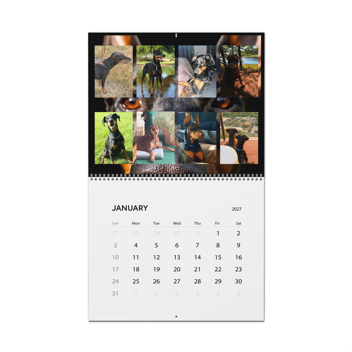 Edition 5 Doberman Training Co Calendar 2027