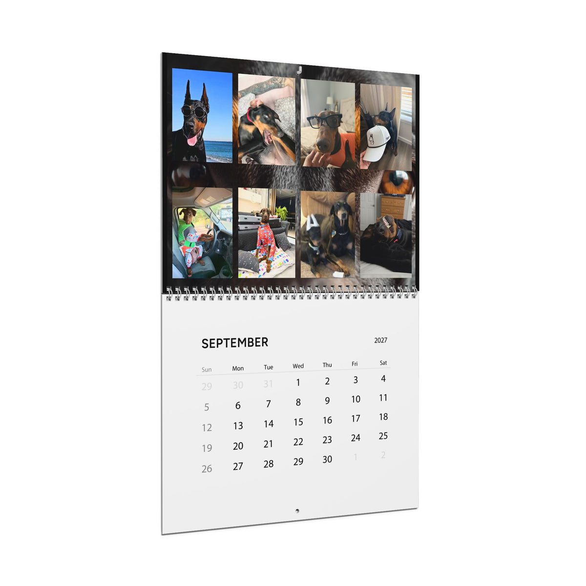 Edition 6 Doberman Training Co Calendar 2027