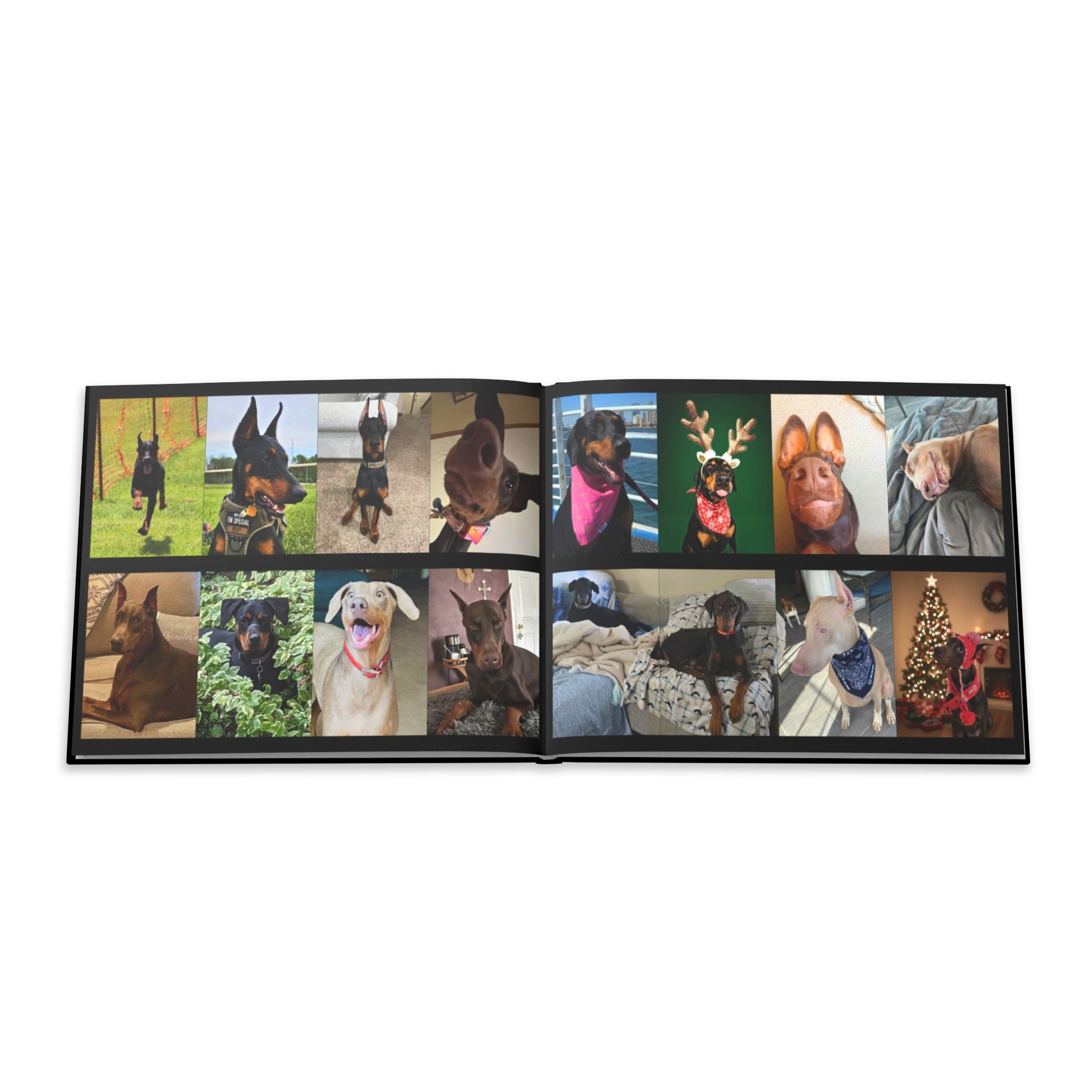 The Doberman Photo Book: Celebrating the Breed We Love (Edition 1 2016–2026)