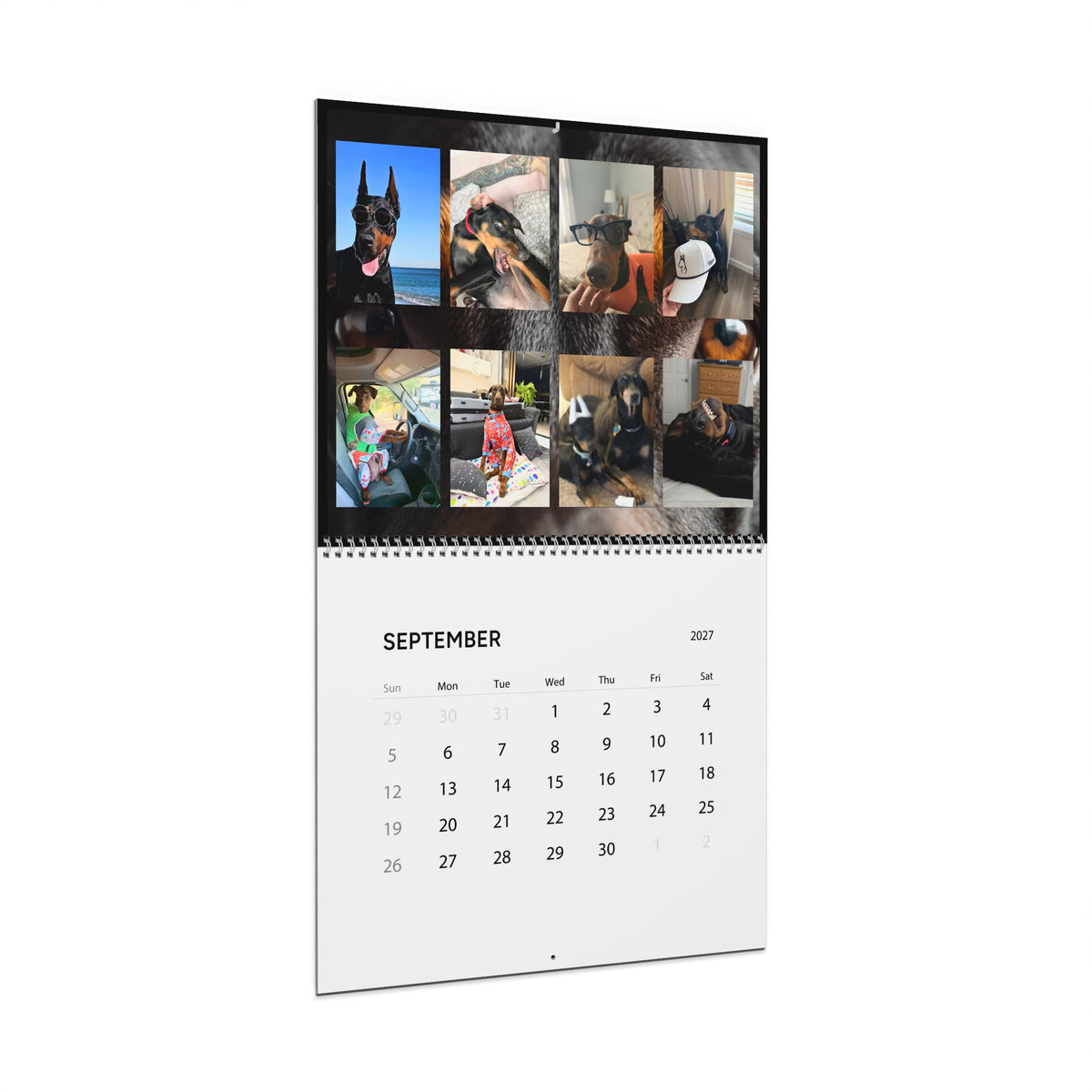 Edition 6 Doberman Training Co Calendar 2027