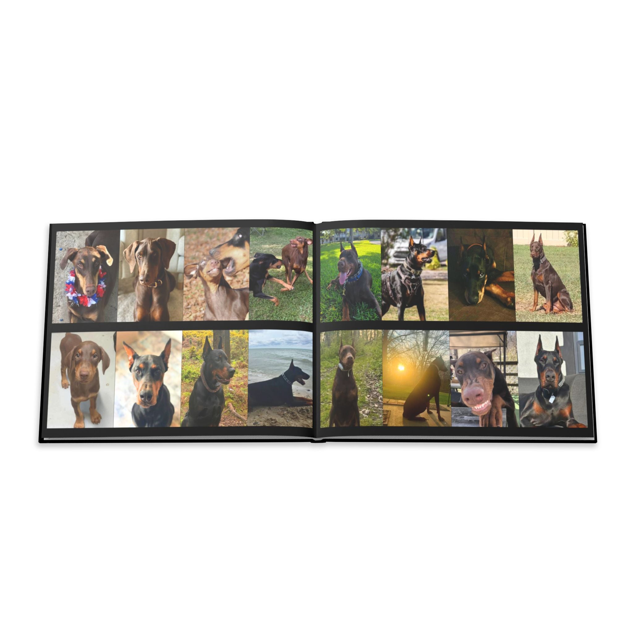 The Doberman Photo Book: Celebrating the Breed We Love (Edition 3 2016–2026)