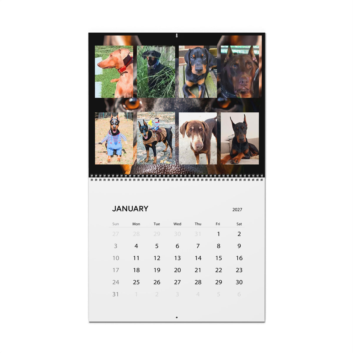 Edition 4 Doberman Training Co Calendar 2027