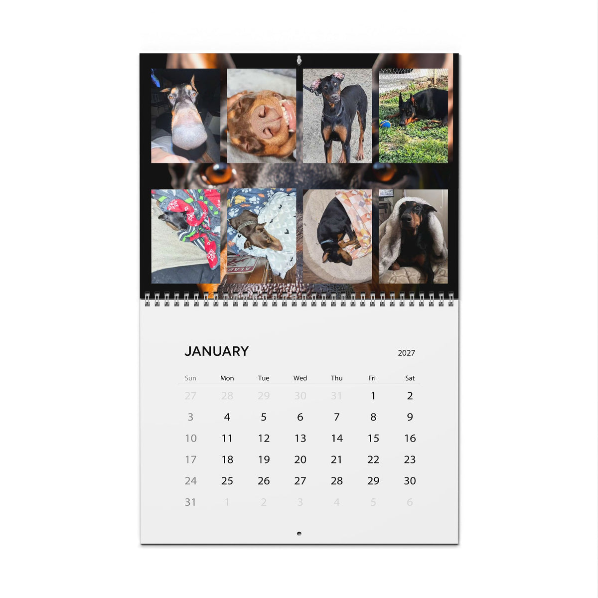Edition 7 Doberman Training Co Calendar 2027