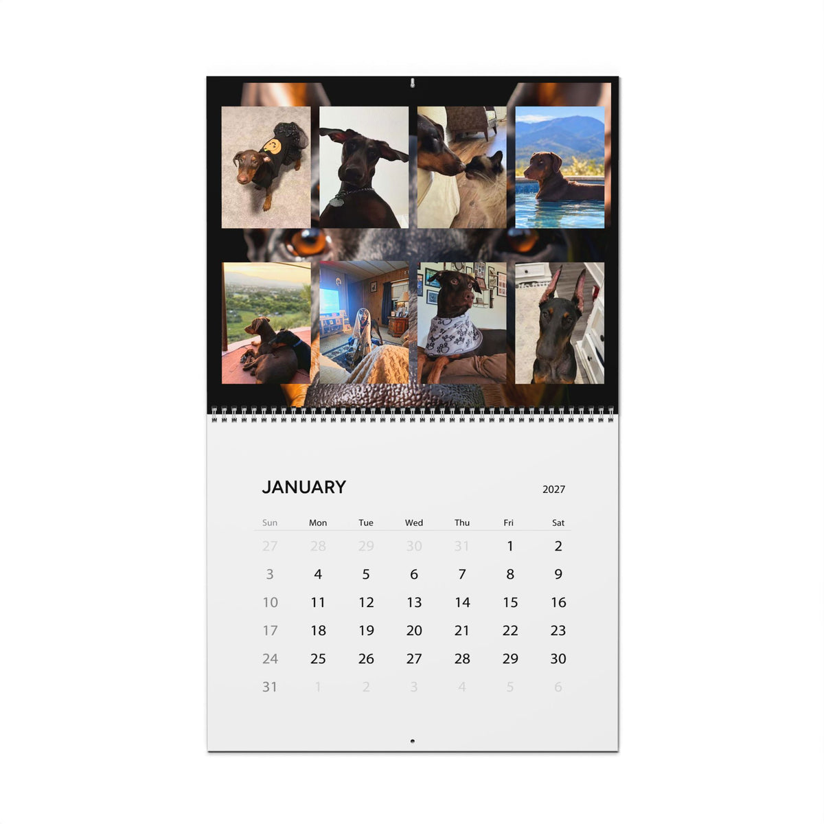 Edition 6 Doberman Training Co Calendar 2027