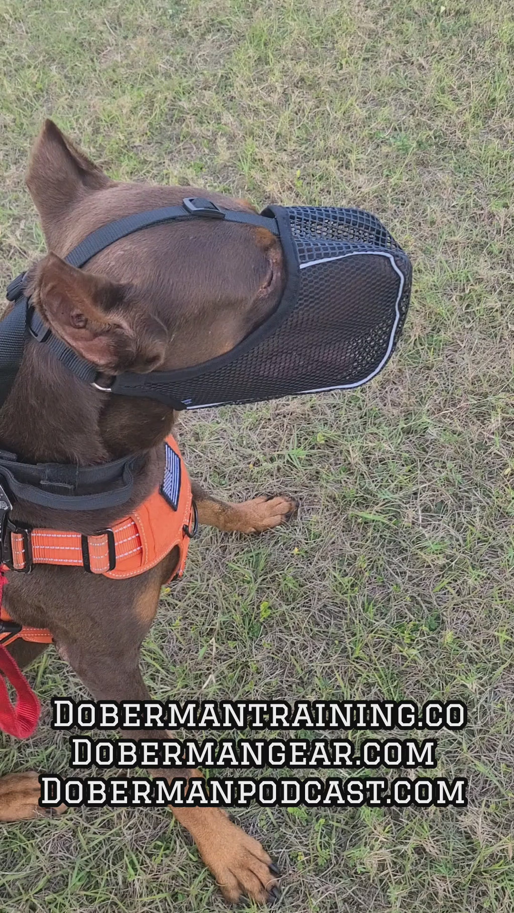 Doberman Breathable Basket Muzzle
