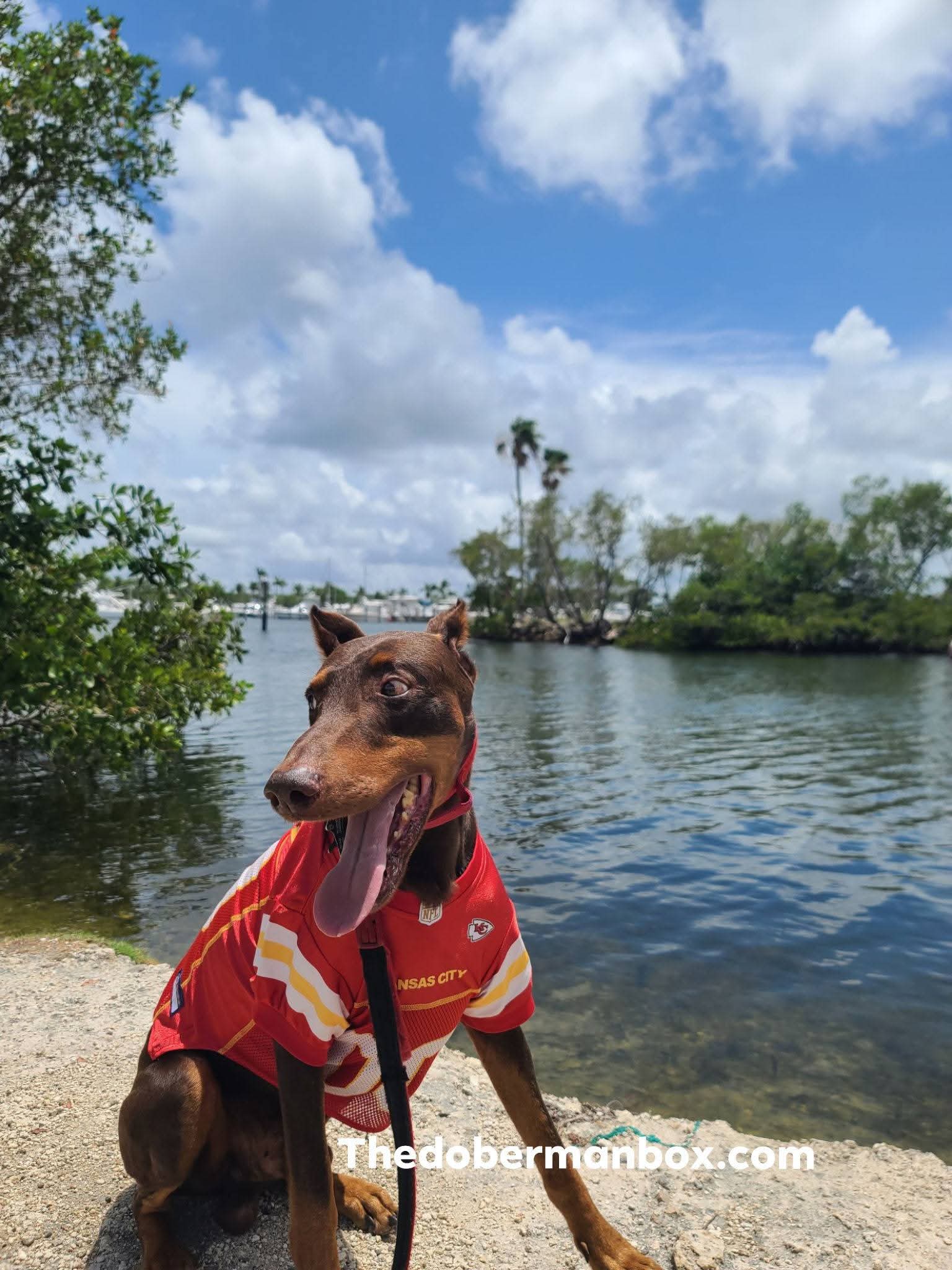 Pro Team Jerseys — Made for Dobermans