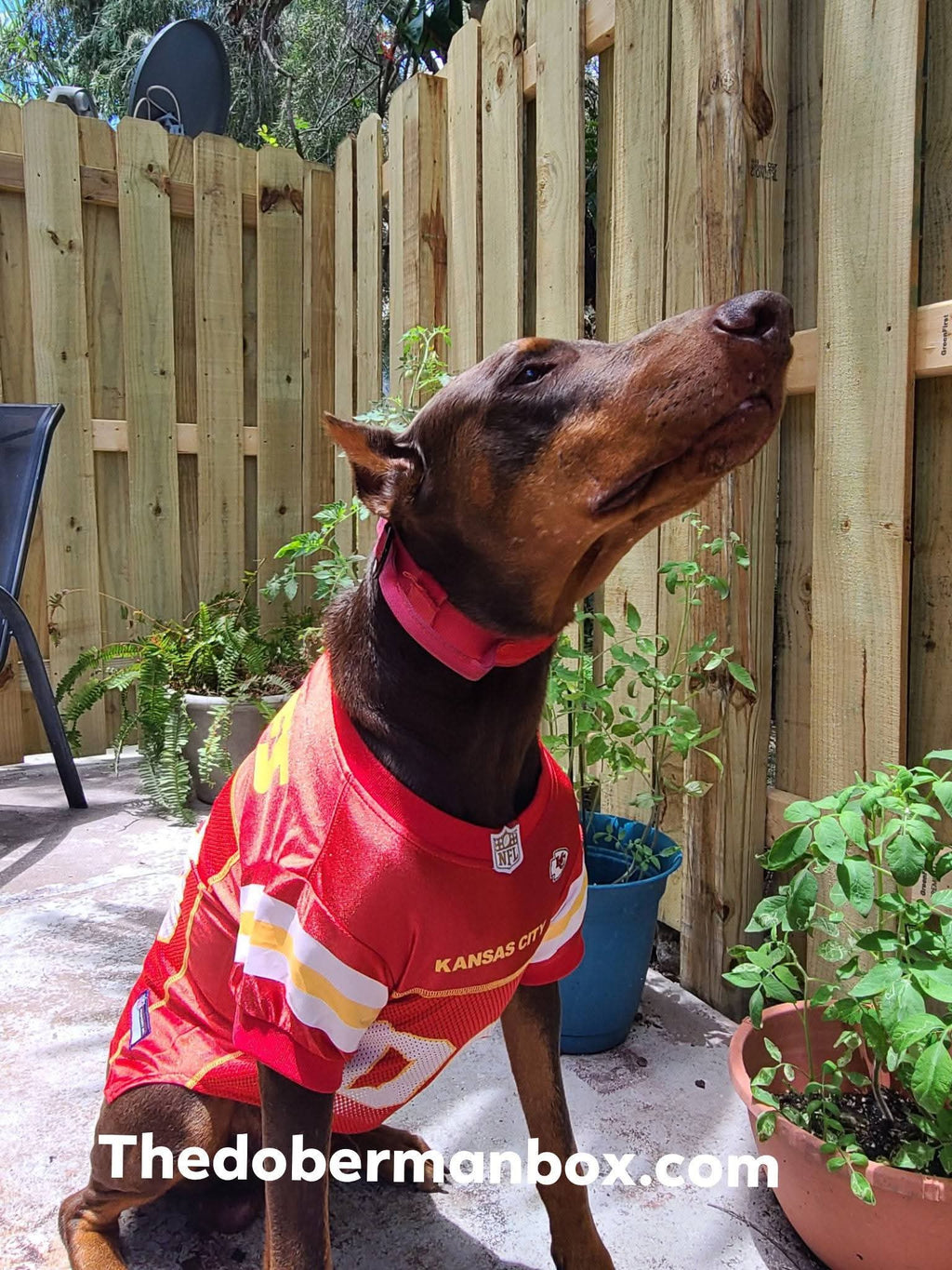 Pro Team Jerseys — Made for Dobermans